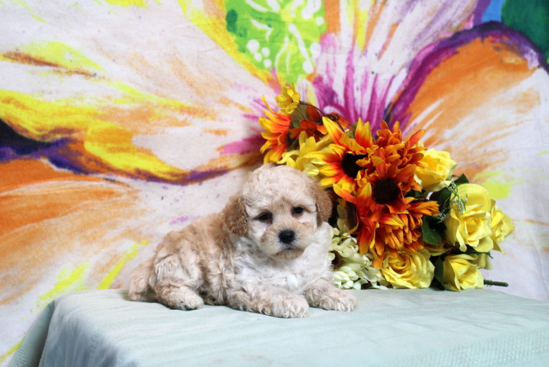puppy, for, sale, Toy Poodle, Matthew B. Stoltzfus, dog, breeder, Gap, PA, dog-breeder, puppy-for-sale, forsale, nearby, find, puppyfind, locator, puppylocator, aca